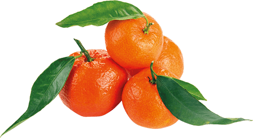 CLEMENTINE FOGLIA