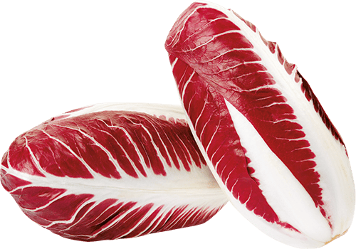RADICCHIO PRECOCE