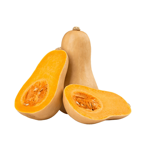 ZUCCA BUTTERNUT CICORIA