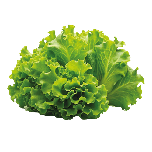 INSALATA GENTILE 100% ITALIANO
